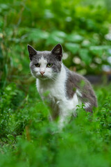 cat on the grass