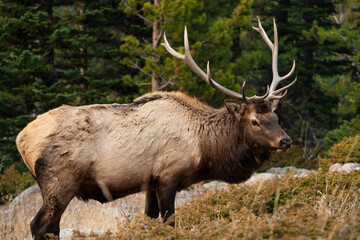 Naklejka na ściany i meble bull elk in park national park