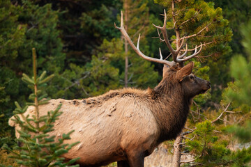 deer in the woods