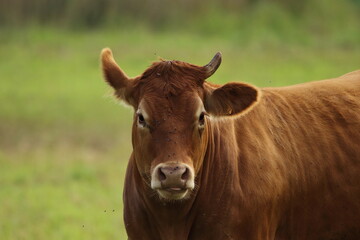 A cow with one horn.