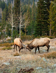 Naklejka na ściany i meble Elks playing in the mountains