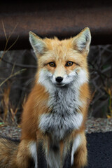 Naklejka na ściany i meble Close up shot of little fox