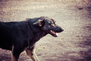 Dog on the road. Runs.