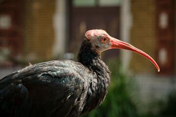 Ibis calvo