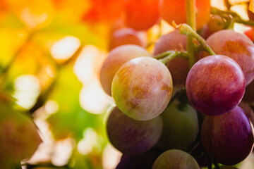 Red grapes to make wine with sunny background 