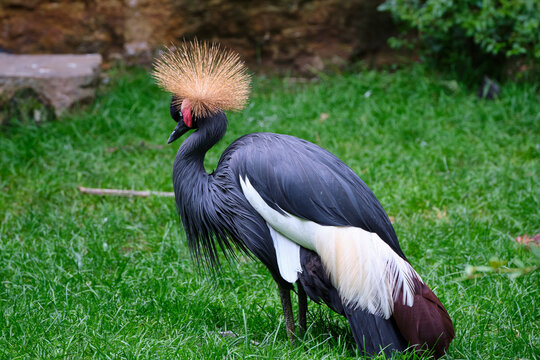 Gru coronata grigia
