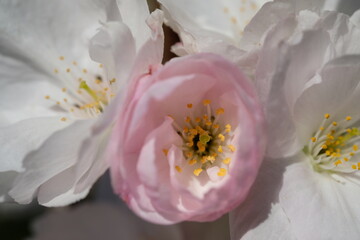 Obraz na płótnie Canvas Close up spring almond blossoms
