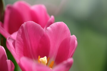 Obraz na płótnie Canvas Pink tulip flowers close up with green background