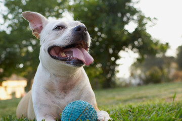 Brown and white american staffordshire terrier dog playing in a garden with a ball