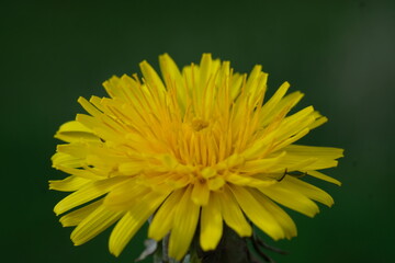 yellow blooming flower of a dandelion close up