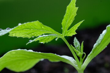 Green wet leaves closeup