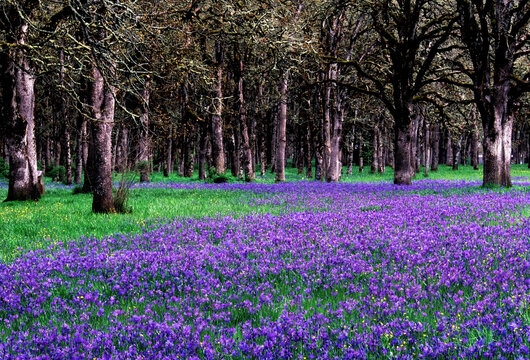 The camas fields at Bush's Pasture Park blooming in the lower oak grove