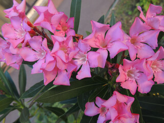 Overhead shot of pink oleanders on the bush with green leaves under sunlight