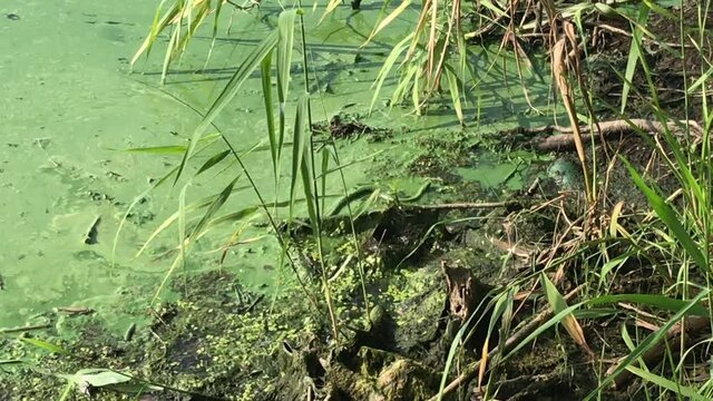 A view of a snake making his way in the pond in the forest on a sunny day in 4K