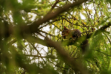 Eichhörnchen im Lärchenbaum mit Zapfen