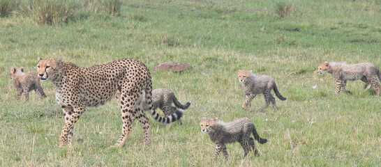 Cheetah Mother with Cubs