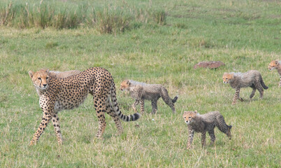Cheetah Mother with Cubs