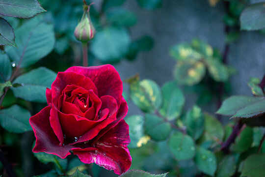 La rosa roja de castilla ideal para dar un ramo de flores en san Valentín o festejar el día de las madres, celebrar el amor que hay en las parejas   