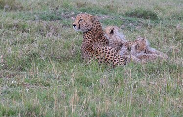Cheetah Mother with Cubs
