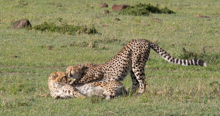 Cheetah Mother with Cubs