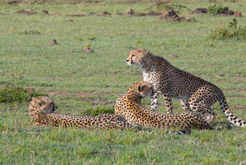 Cheetah Mother with Cubs