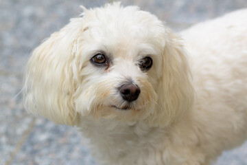 Curious little white dog staring at the camera