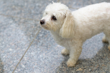 Curious little white dog staring at the camera