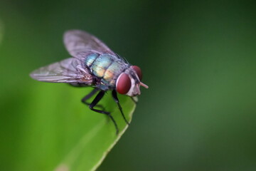 fly on leaf