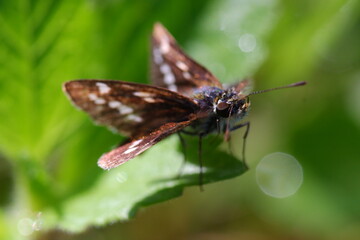butterfly on a leaf