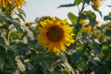 sunflower with bee