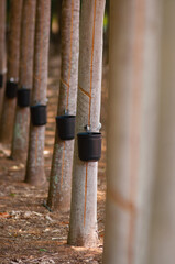 natural latex harvesting - rubber tree