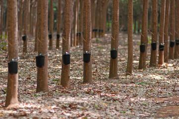 natural latex harvesting - rubber tree