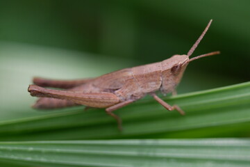 grasshopper on the leaf