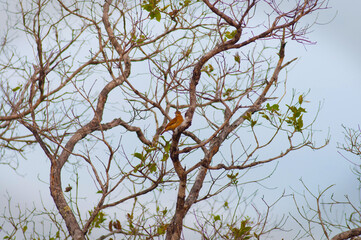 brown bird on dry tree