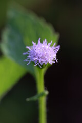 close up of a flower