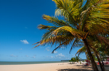 Joao Pessoa, Paraiba, Brazil, on November 5, 2004. Coconut grove on Cabo Branco beach.