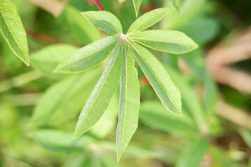 close up of a green leaf