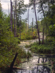 Rozlewiska Jeziorki w Konstancinie-Jeziornej/Backwaters of Jeziorka in Konstancin-Jeziorna