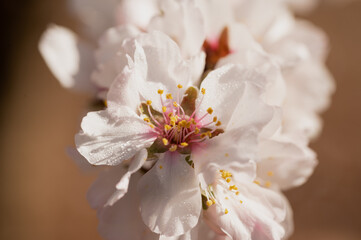 blossom macro almond flower