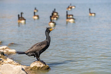 A Double-crested Cormorant is standing on a rock near the lake.