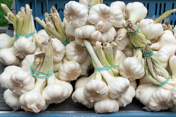 Pile of garlic heads bulbs on street market, Fresh garlic background.