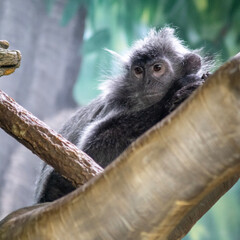 close up of a Lemur