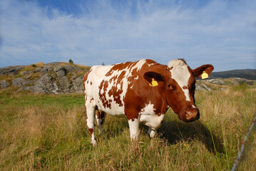 Fototapeta na wymiar A brown and white cow in a pasture against a backdrop of rocky hills and blue sky. A funny face peeks into the camera.