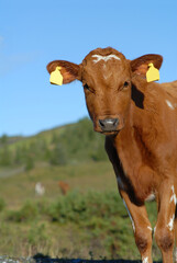 Close up portrait of a brown calf looking intently into the camera, against a background of blue sky. Vertical.