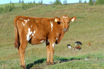 Rural landscape with brown young cow on green pastures. There are other cows grazing in the distance. Farm Animal.