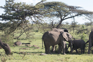 Obraz premium Elephants in Kenya
