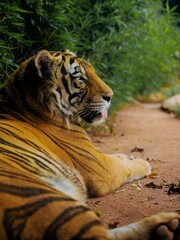 Tigre