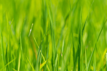 Close up to the beautiful Green paddy rice field from drone view for background.