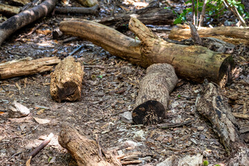 森の地面に残された伐採木