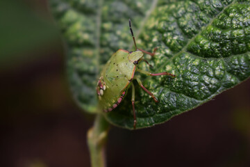 Insecte : punaise verte.